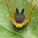 Imagen para el artículo titulado Esta adorable araña con lo que parece un sombrero de conejito es real, solo que no es una araña
